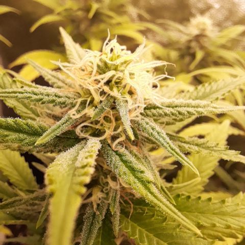 Pink Runtz  growlog timeline photo
