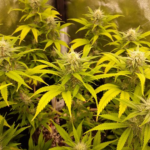 Pink Runtz  growlog timeline photo