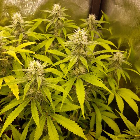 Sherbet Queen  growlog timeline photo