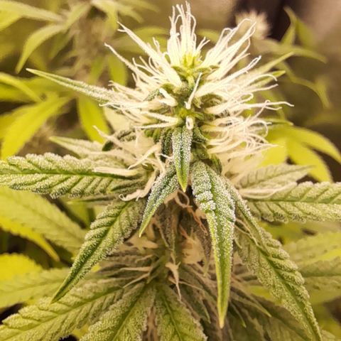 Sherbet Queen  growlog timeline photo