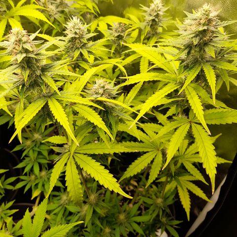 Green Gelato  growlog timeline photo