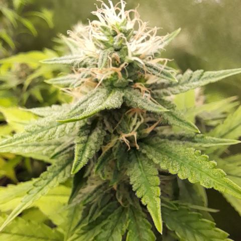Green Gelato  growlog timeline photo