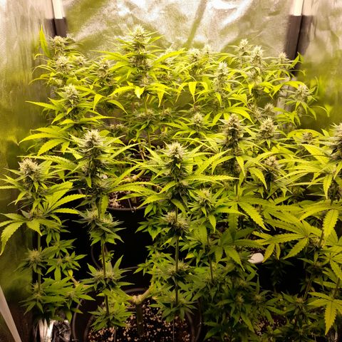 Fat Gorilla  growlog timeline photo