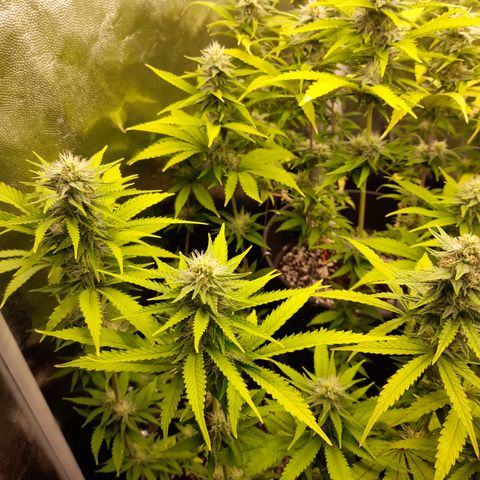 Fat Gorilla  growlog timeline photo