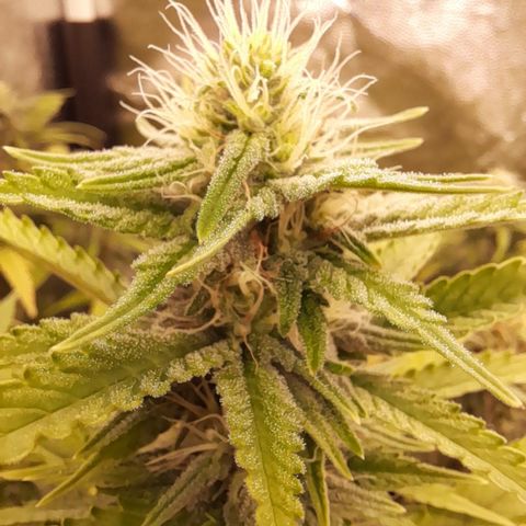 Fat Gorilla  growlog timeline photo