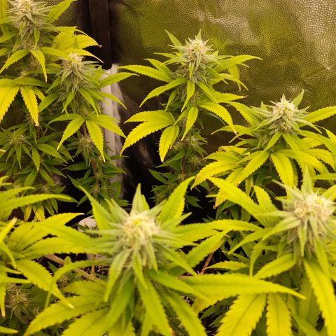 Pink Runtz  growlog timeline photo