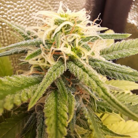 Pink Runtz  growlog timeline photo