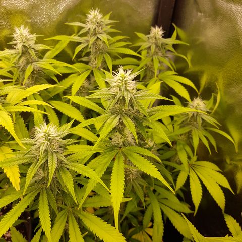 Sherbet Queen  growlog timeline photo