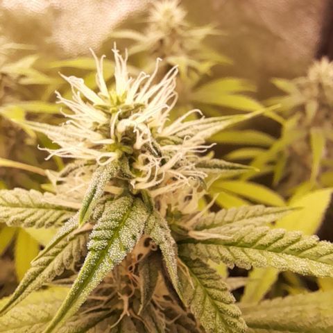 Sherbet Queen  growlog timeline photo