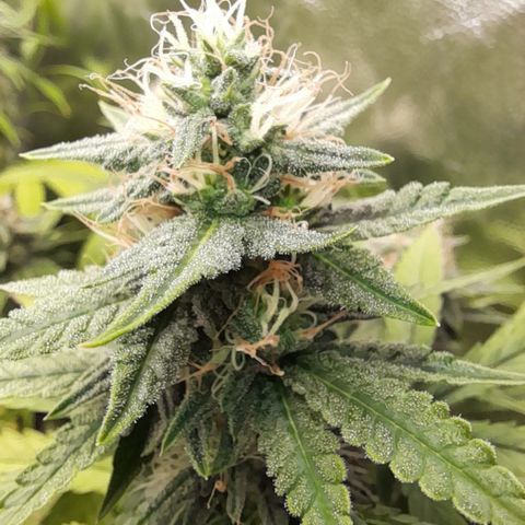 Green Gelato  growlog timeline photo