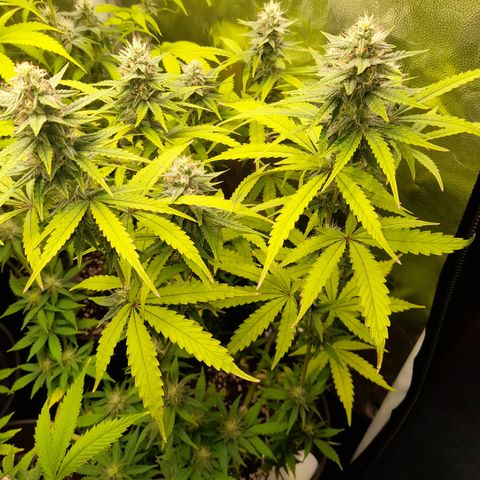 Green Gelato  growlog timeline photo
