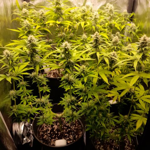 Fat Gorilla  growlog timeline photo