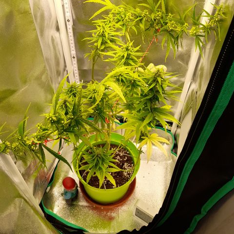 Royal Runtz  growlog timeline photo