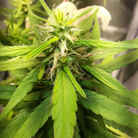 Royal Runtz  growlog timeline photo