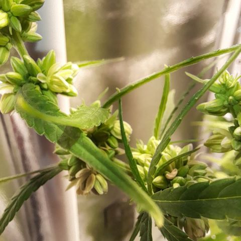 Royal Runtz  growlog timeline photo