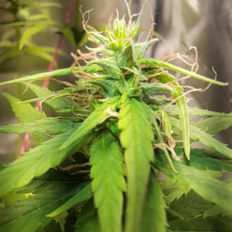 Royal Runtz  growlog timeline photo