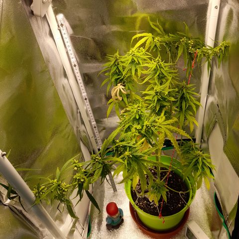 Royal Runtz  growlog timeline photo