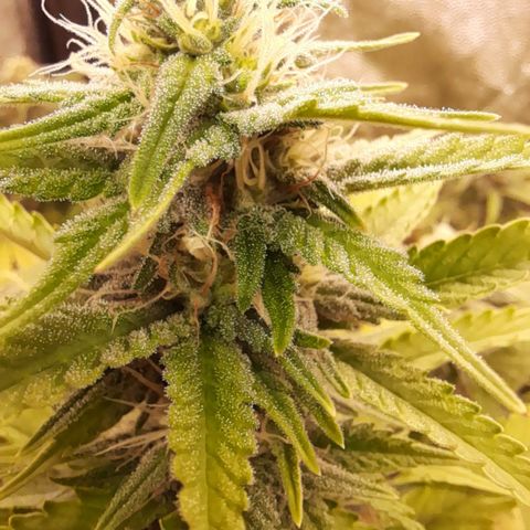Fat Gorilla  growlog timeline photo