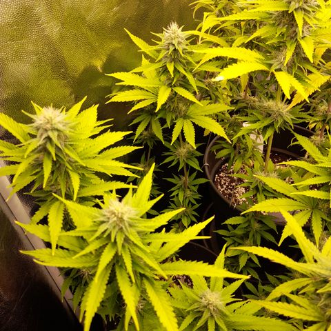 Fat Gorilla  growlog timeline photo