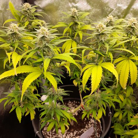 Pink Runtz  growlog timeline photo