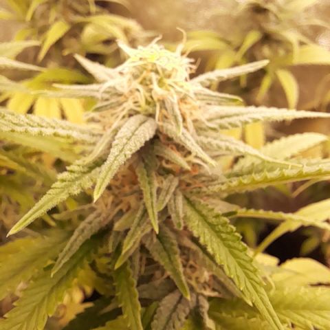 Pink Runtz  growlog timeline photo