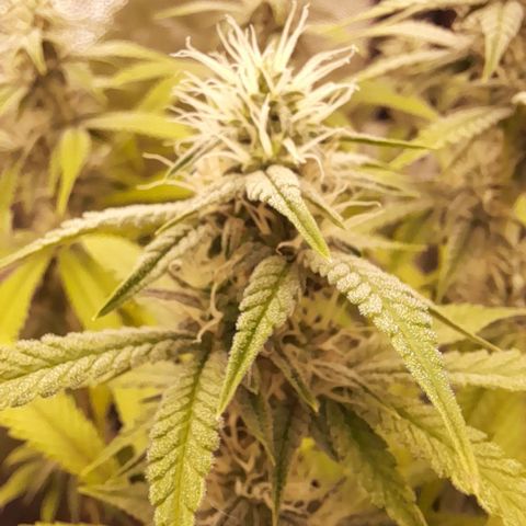 Sherbet Queen  growlog timeline photo
