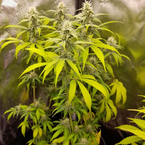 Sherbet Queen  growlog timeline photo