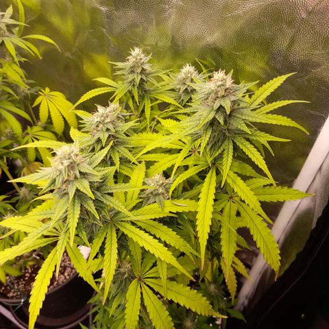 Green Gelato  growlog timeline photo