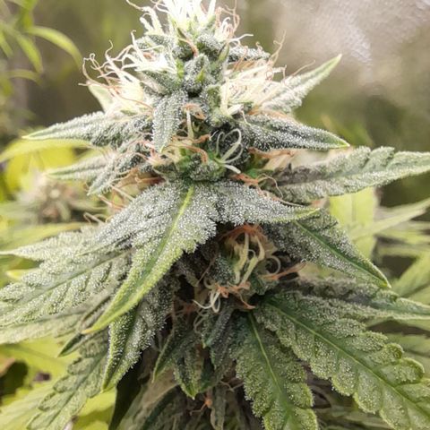 Green Gelato  growlog timeline photo