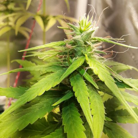 Royal Runtz  growlog timeline photo