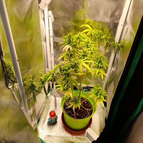 Royal Runtz  growlog timeline photo