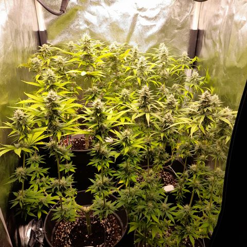 Fat Gorilla  growlog timeline photo