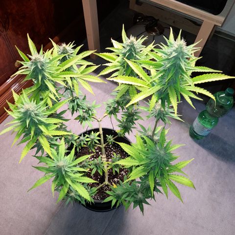 Fat Gorilla  growlog timeline photo