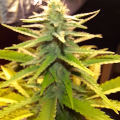 Fat Gorilla  growlog timeline photo