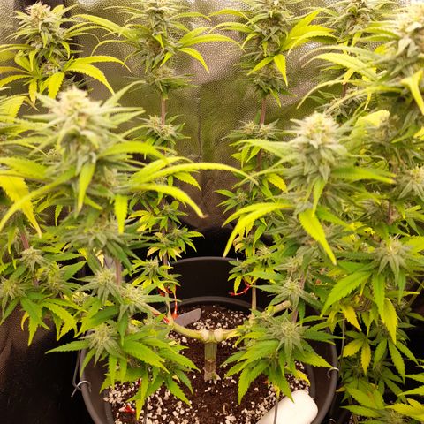Pink Runtz  growlog timeline photo
