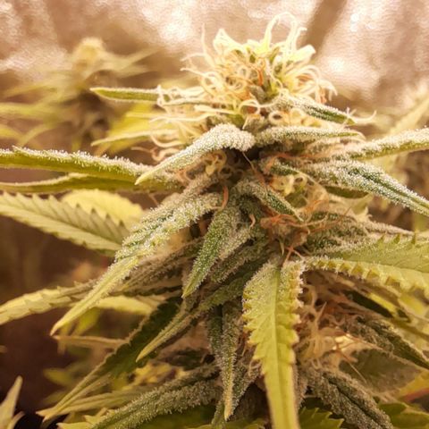 Pink Runtz  growlog timeline photo