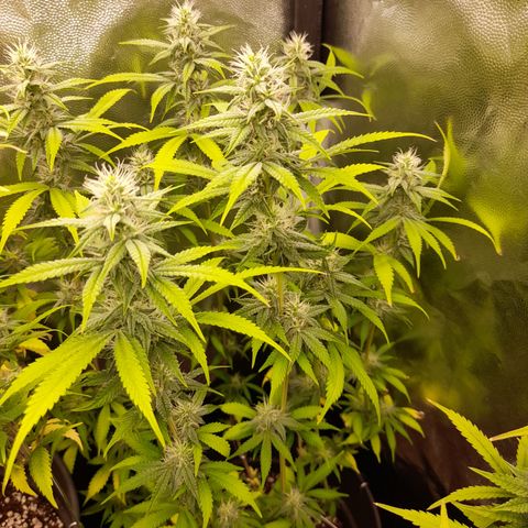Sherbet Queen  growlog timeline photo