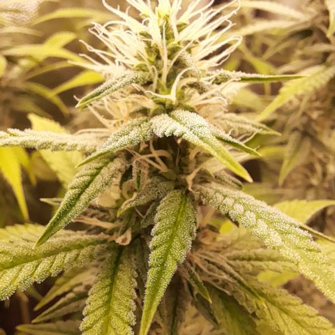 Sherbet Queen  growlog timeline photo