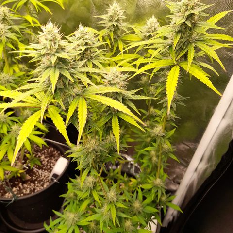 Green Gelato  growlog timeline photo