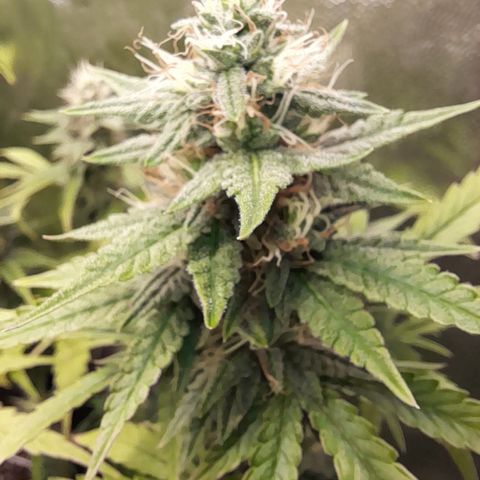 Green Gelato  growlog timeline photo