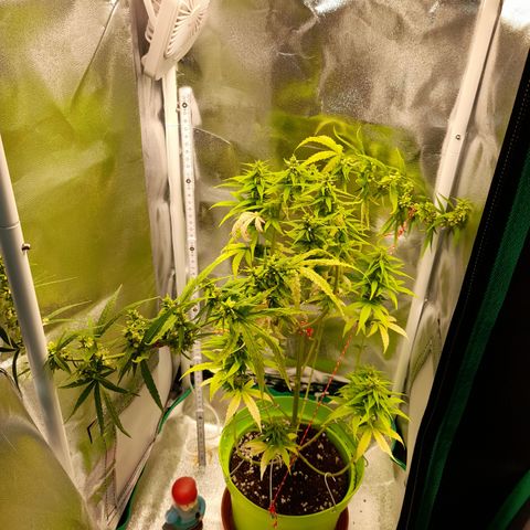 Royal Runtz  growlog timeline photo