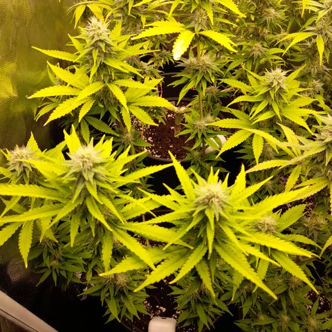Fat Gorilla  growlog timeline photo