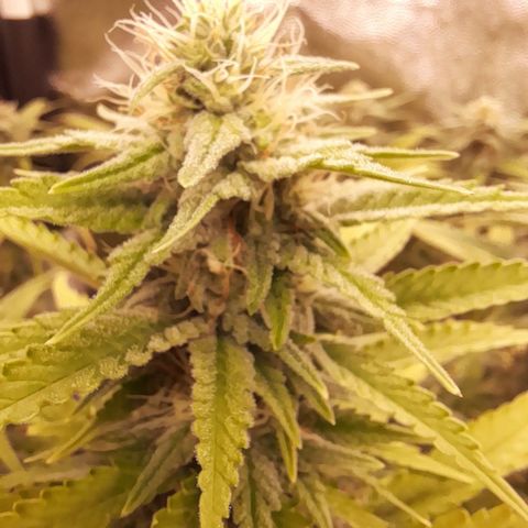 Fat Gorilla  growlog timeline photo