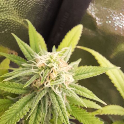 Pink Runtz  growlog timeline photo
