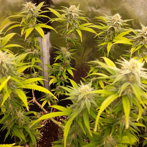 Pink Runtz  growlog timeline photo