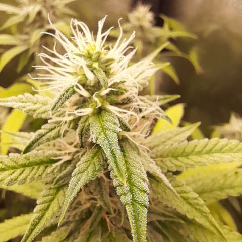 Sherbet Queen  growlog timeline photo