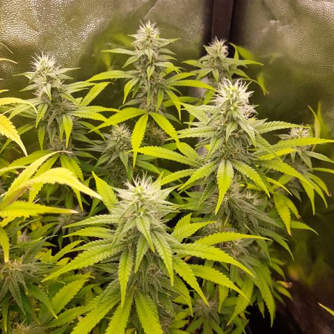 Sherbet Queen  growlog timeline photo