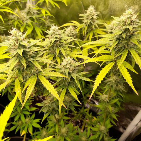 Green Gelato  growlog timeline photo