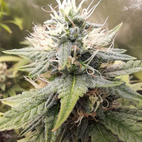 Green Gelato  growlog timeline photo