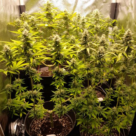 Fat Gorilla  growlog timeline photo